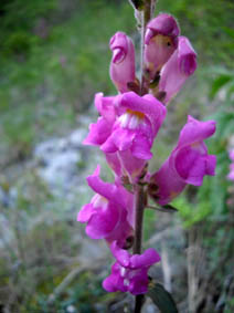 Antirrhinum majus